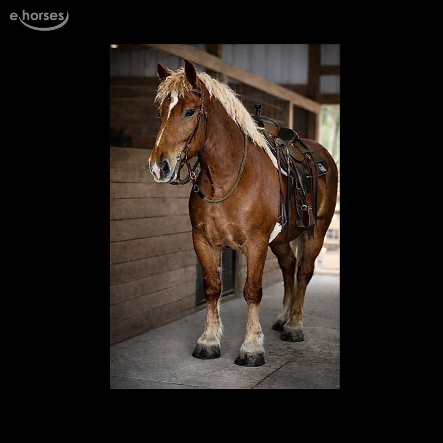 Handsome, 5yo Draft Horse gelding, 16.1hh