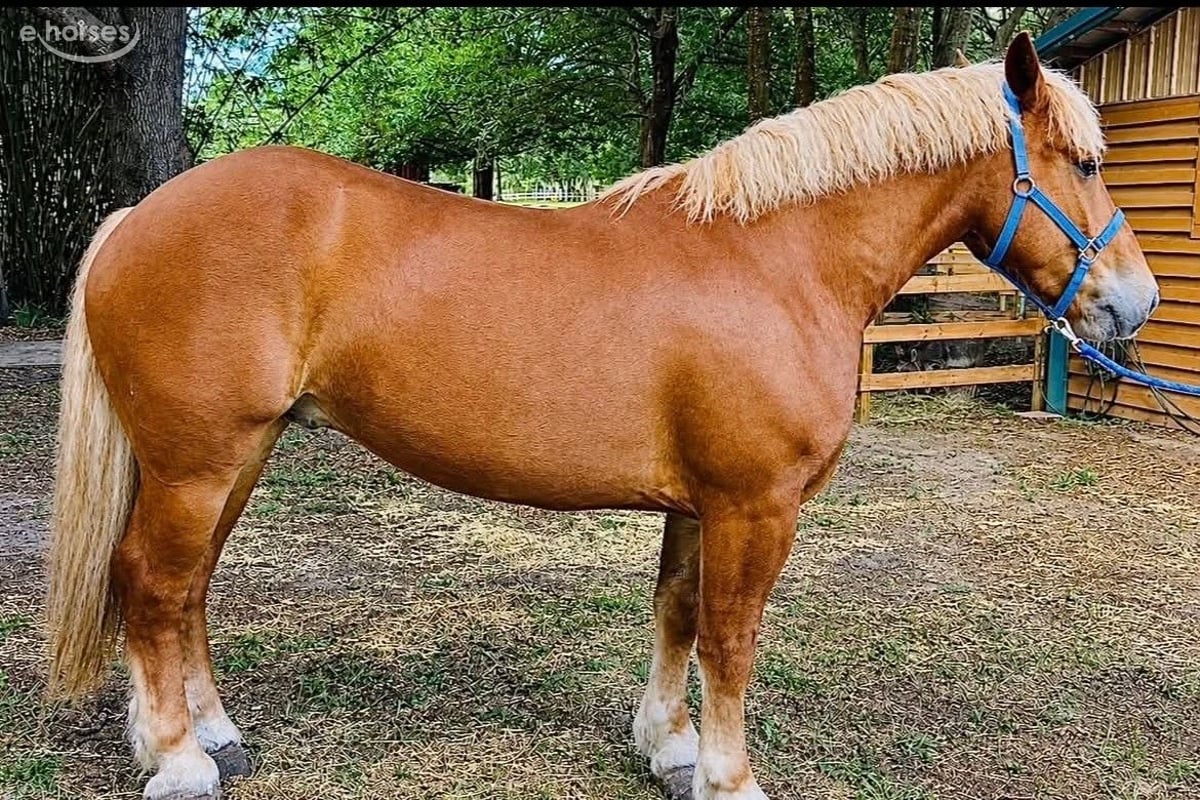 Handsome, 5yo Draft Horse gelding, 16.1hh