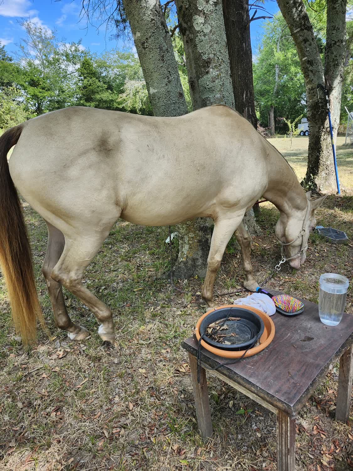 Cinnamon, 12yo Quarter Horse mare, 15hh