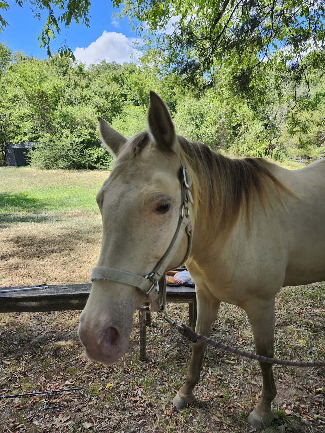 Cinnamon, 12yo Quarter Horse mare, 15hh