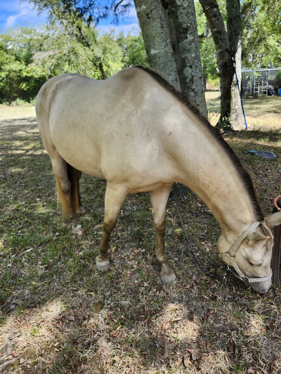 Cinnamon, 12yo Quarter Horse mare, 15hh