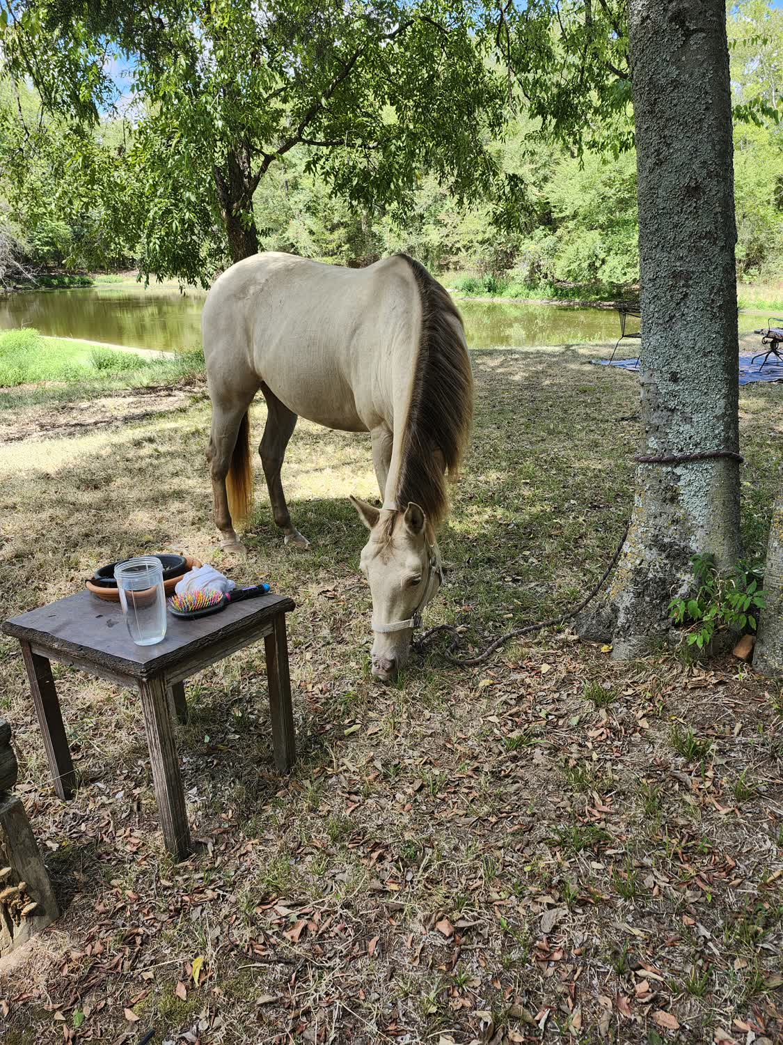 Cinnamon, 12yo Quarter Horse mare, 15hh