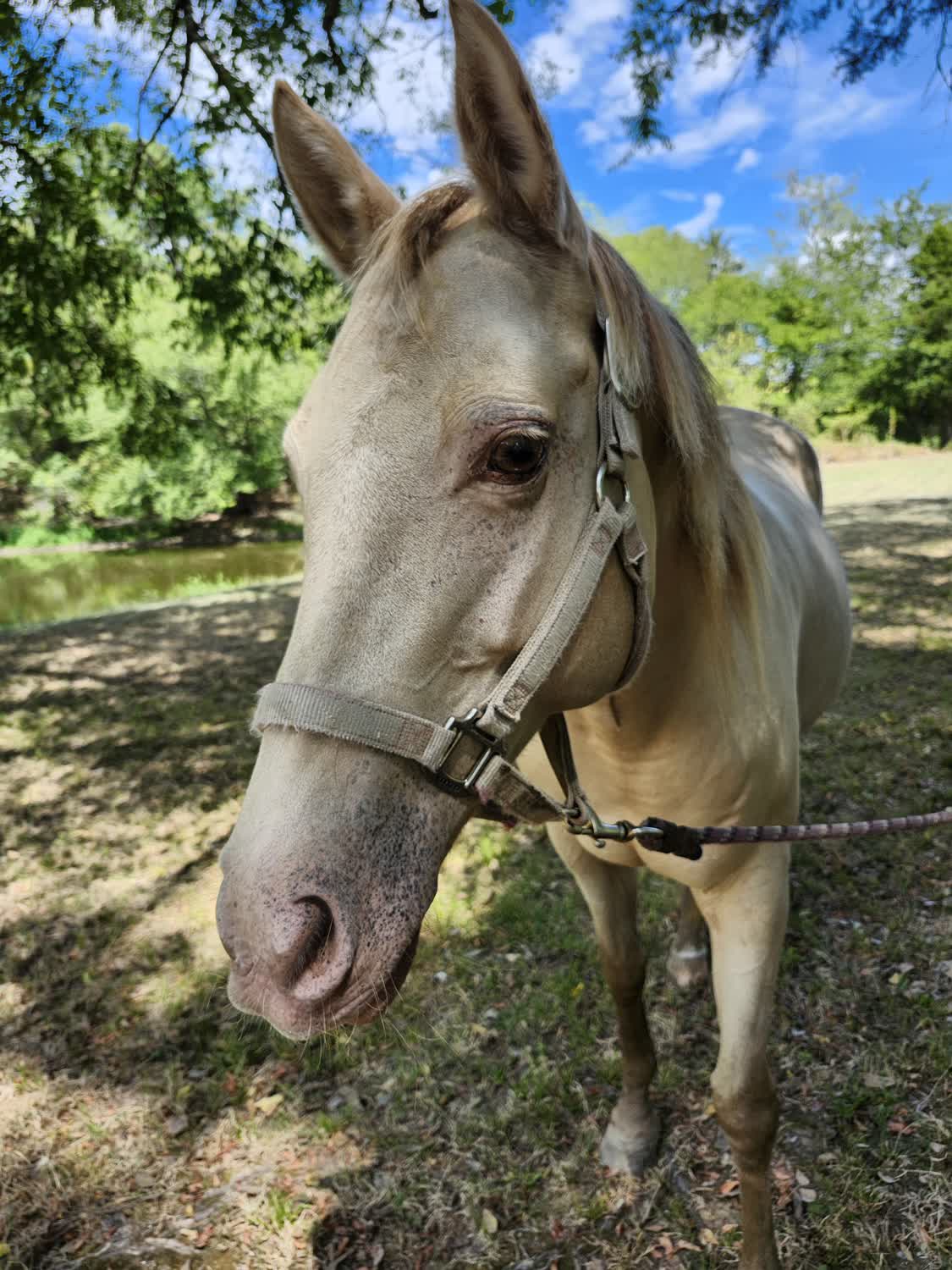 Cinnamon, 12yo Quarter Horse mare, 15hh