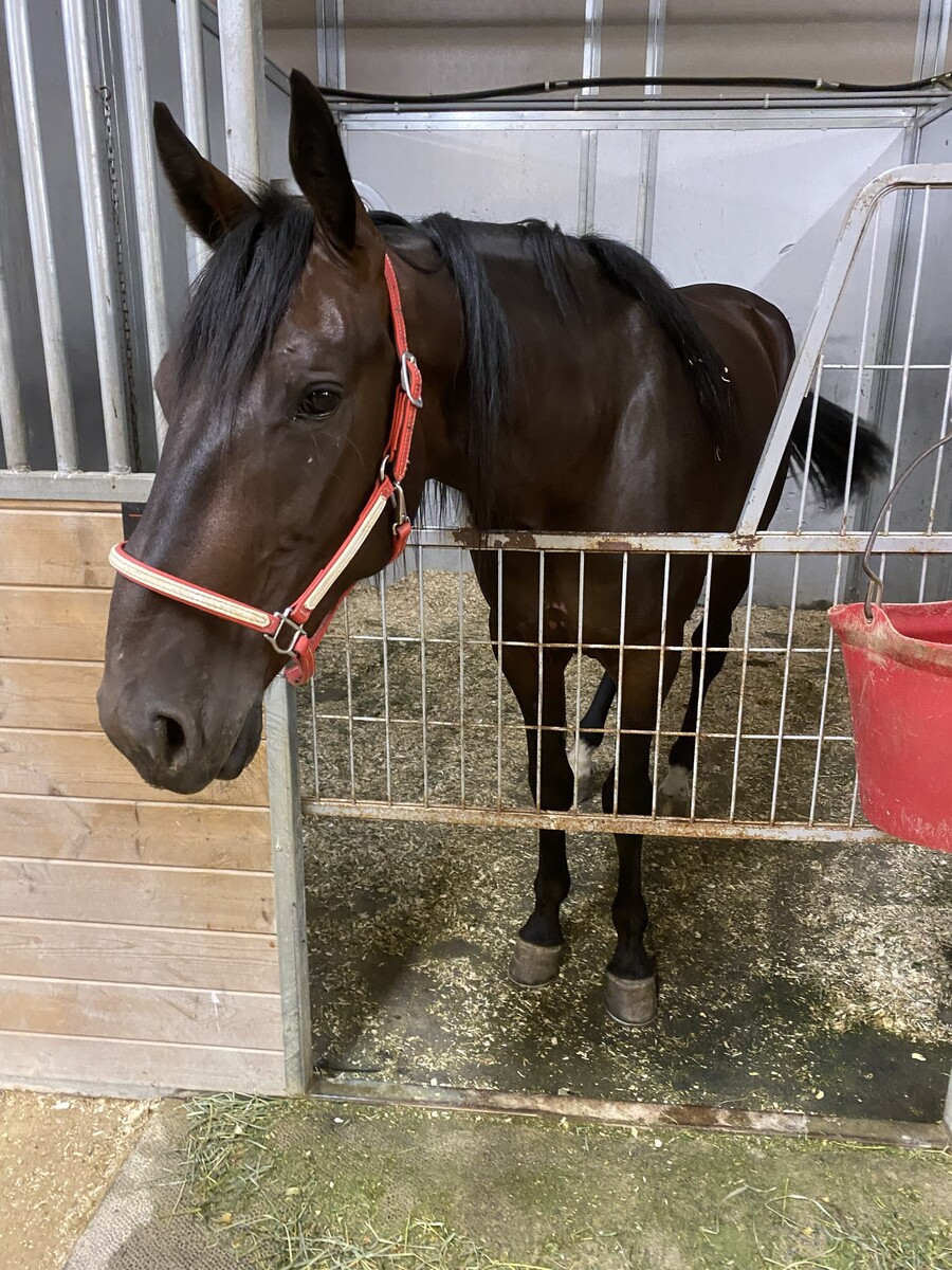 Baia N The Beast, 2yo Standardbred gelding, 15.0hh
