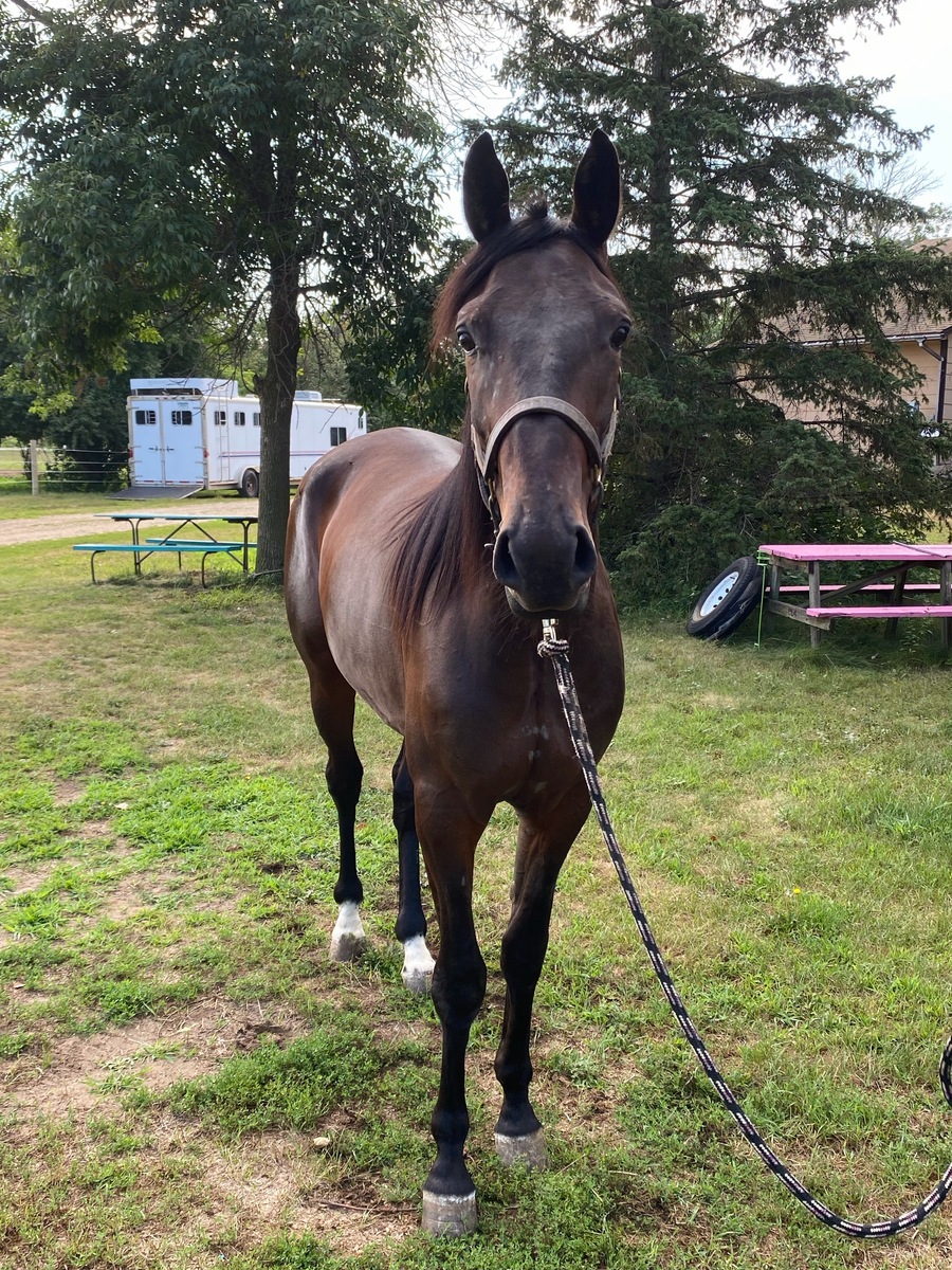 Baia N The Beast, 2yo Standardbred gelding, 15.0hh