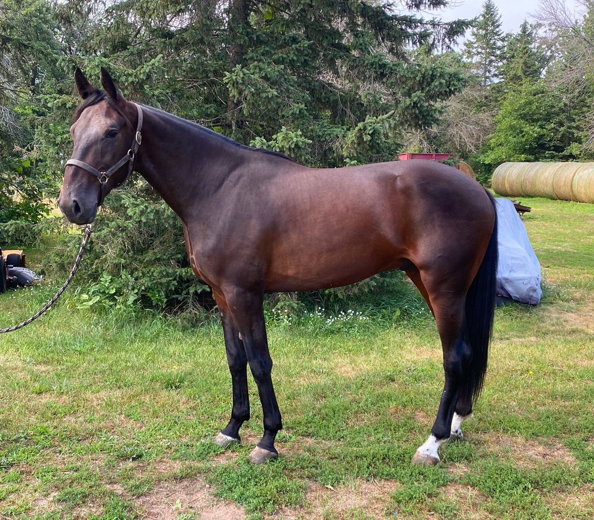Baia N The Beast, 2yo Standardbred gelding, 15.0hh