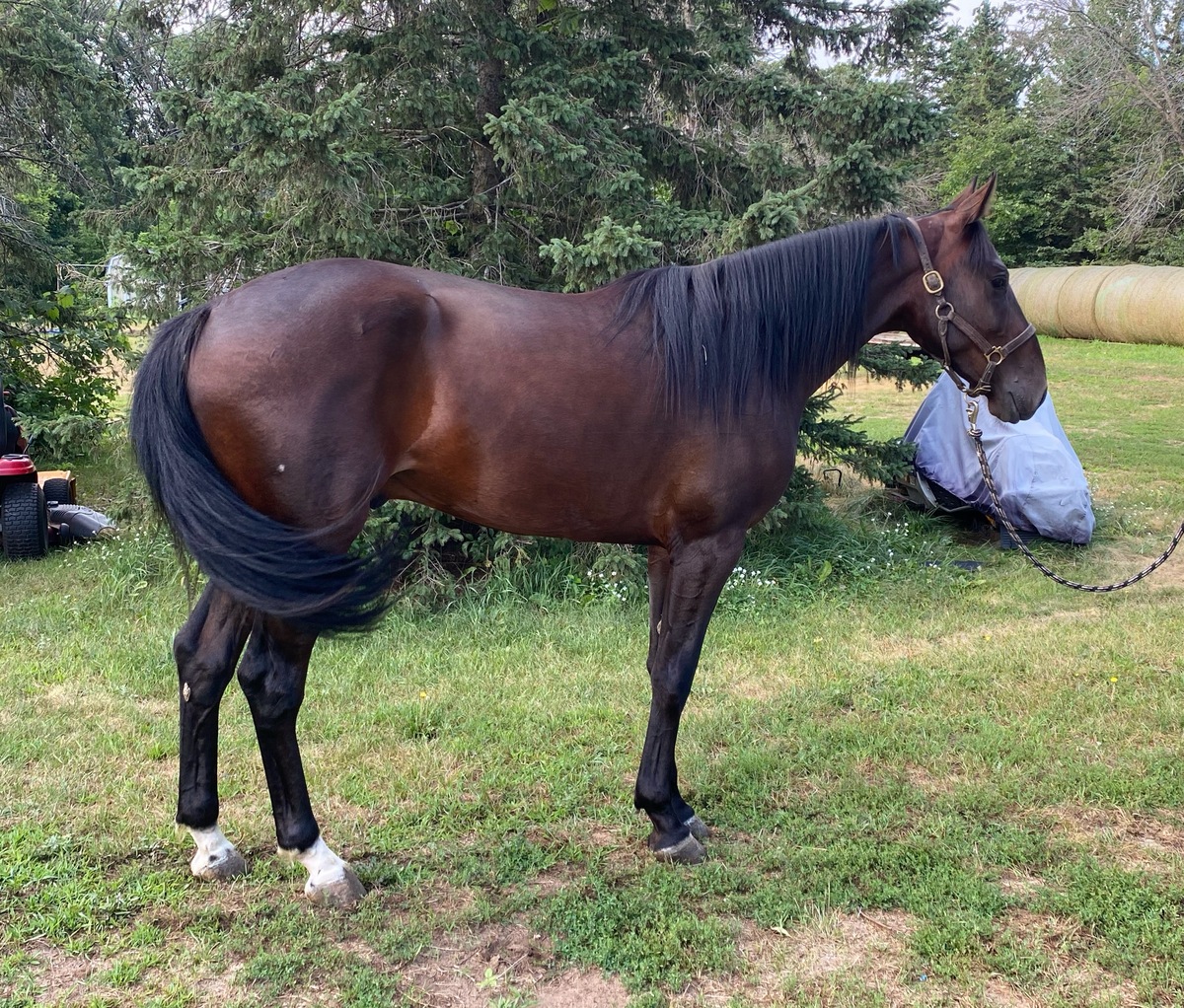 Baia N The Beast, 2yo Standardbred gelding, 15.0hh