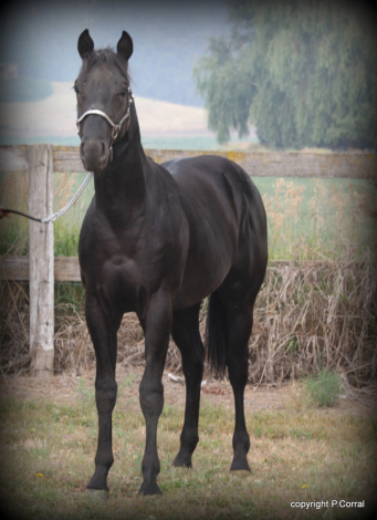 Hey Millionaire, 1yo AQHA Quarter Horse stallion