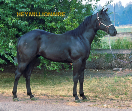 Hey Millionaire, 1yo AQHA Quarter Horse stallion