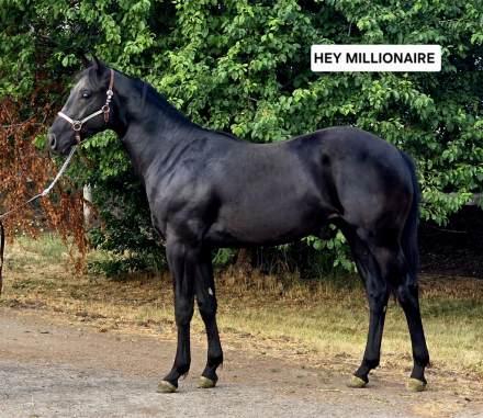 Hey Millionaire, 1yo AQHA Quarter Horse stallion
