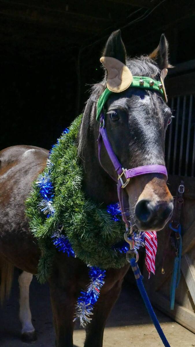 JELLY BEAN, 23yo mare, 14.0hh