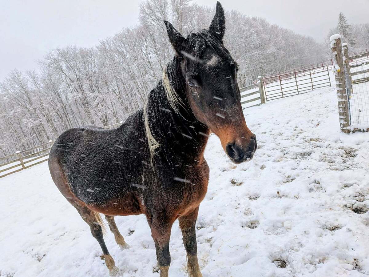 JELLY BEAN, 23yo mare, 14.0hh
