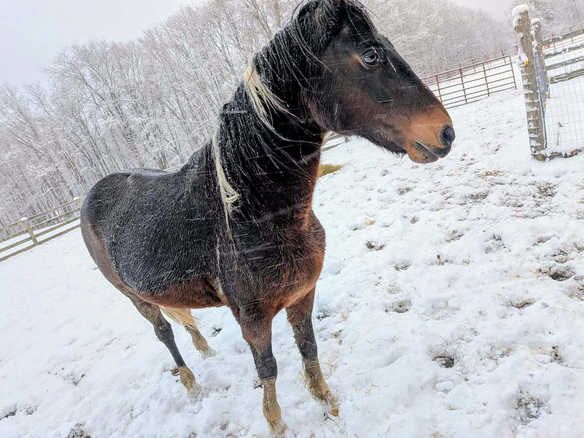 JELLY BEAN, 23yo mare, 14.0hh