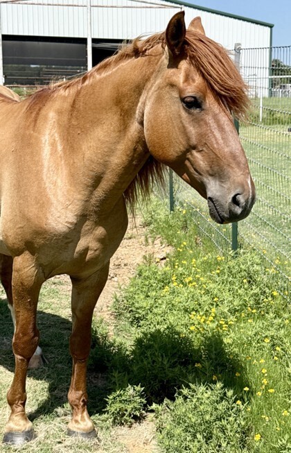 Boba Fett, 8yo Mustang gelding, 13.0hh