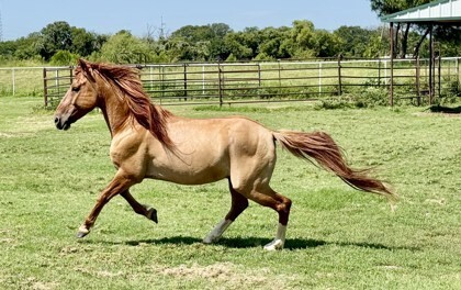 Boba Fett, 8yo Mustang gelding, 13.0hh