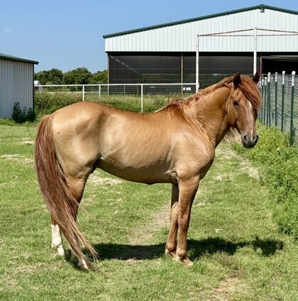 Boba Fett, 8yo Mustang gelding, 13.0hh