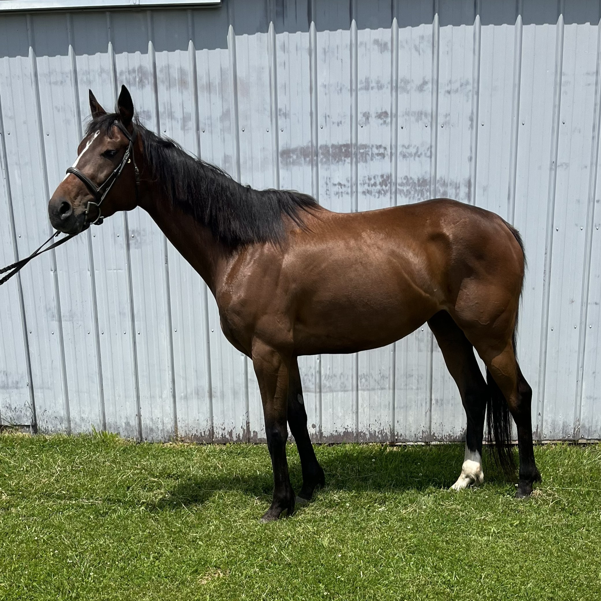 Cry If I Want To, 5yo Thoroughbred mare, 15.3hh