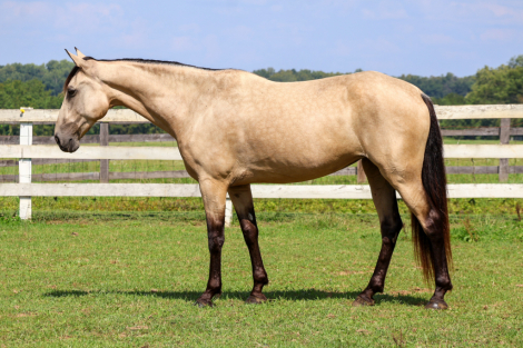 Girlie Pop, 12yo Tennessee Walking Horse mare, 15.1hh