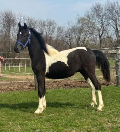 Topgun fan Lonestar (Gunner), Barock Pinto Friesian Cross colt foal