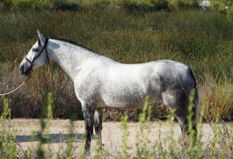 Altanera (Alta), 4yo Andalusian mare, 16.1hh
