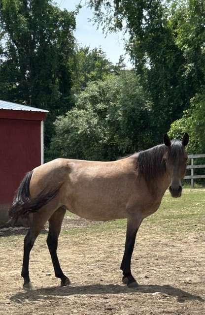 Phoebe, 9yo Paso Fino mare, 13.3hh