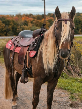 GRIFFIN, 3yo Friesian AQHA Quarter Horse gelding, 14.2hh