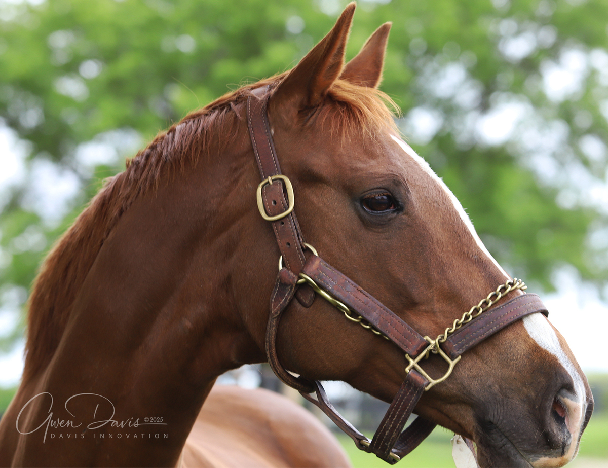 Goretti, 11yo Thoroughbred mare, 16.0hh