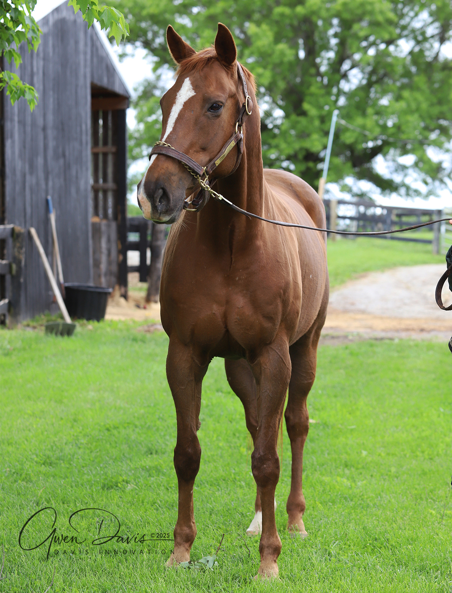 Goretti, 11yo Thoroughbred mare, 16.0hh