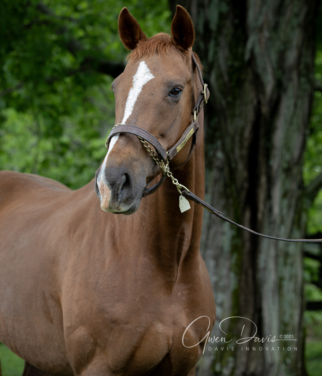 Goretti, 11yo Thoroughbred mare, 16.0hh