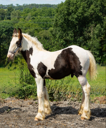 Bullseye Legacy (Little Guy), Gypsy Vanner Horse colt foal