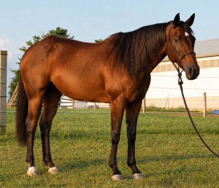 LC MS Tweedy Dee (Tweedy), 13yo AQHA Quarter Horse Appendix mare, 16.0hh