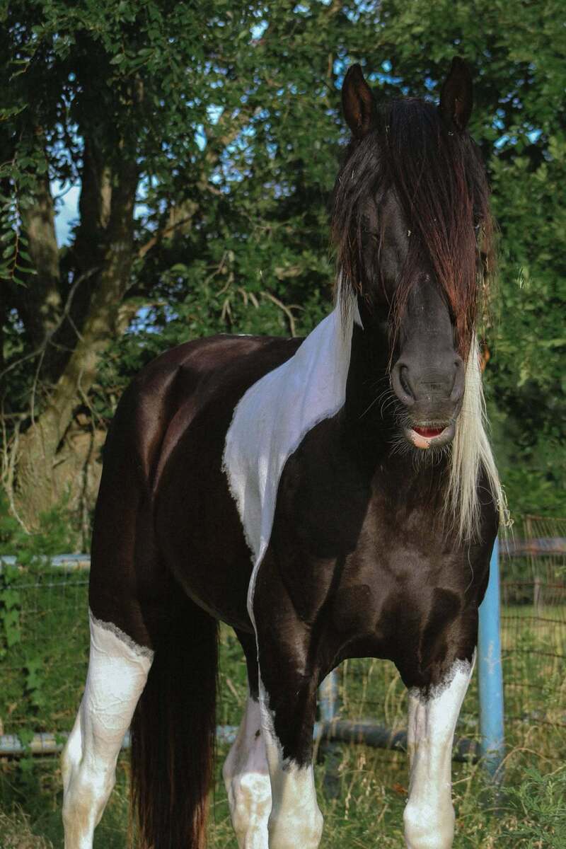 Hachi ATFO 2027 365 Division, 8yo Other gelding, 15.0hh