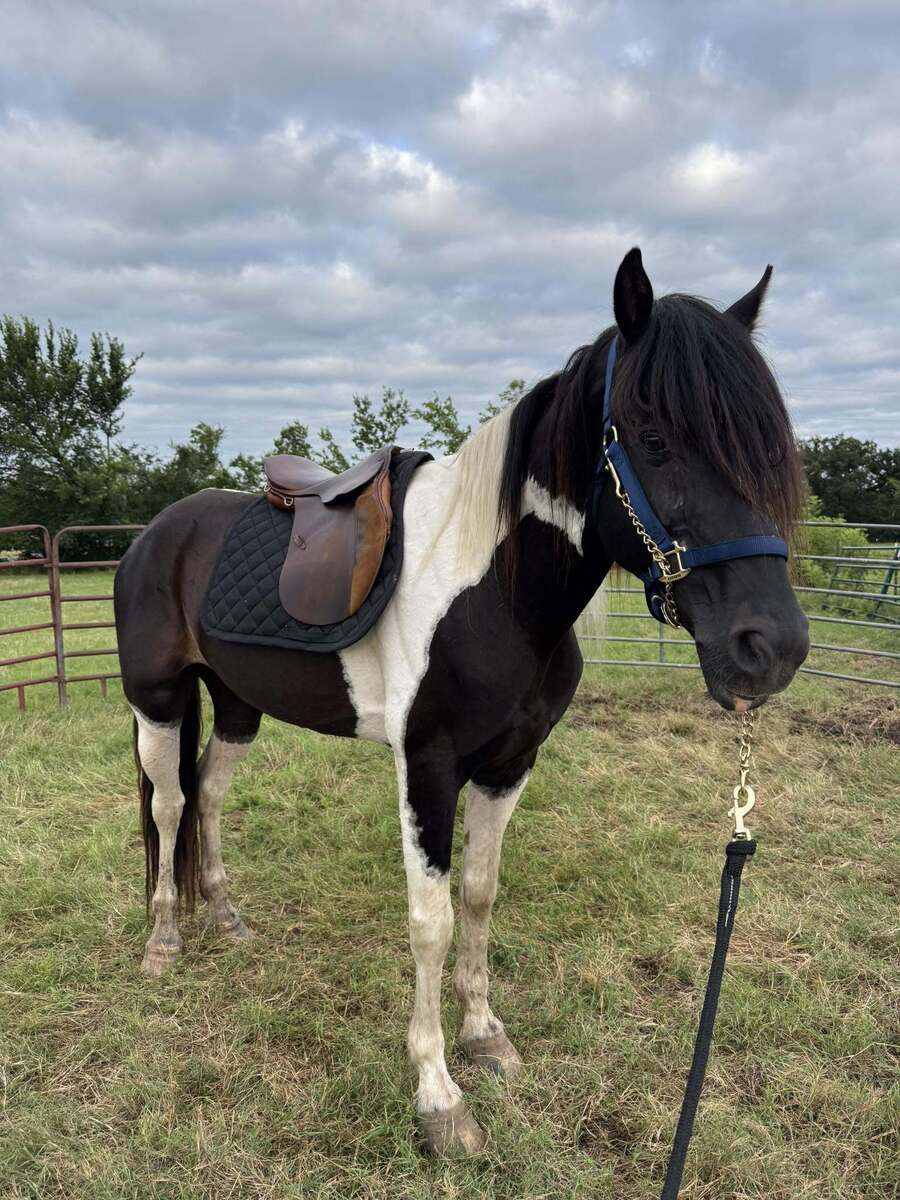 Hachi ATFO 2027 365 Division, 8yo Other gelding, 15.0hh