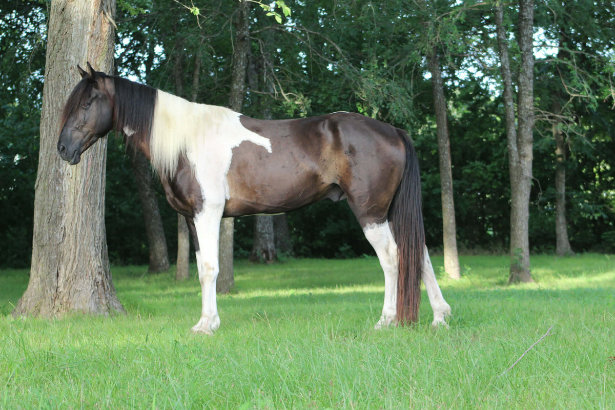 Hachi ATFO 2027 365 Division, 8yo Other gelding, 15.0hh
