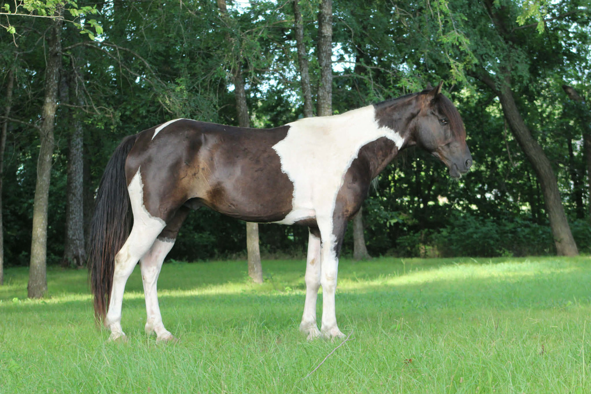 Hachi ATFO 2027 365 Division, 8yo Other gelding, 15.0hh
