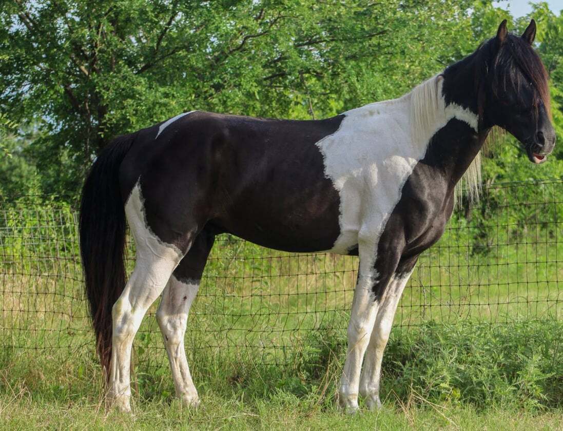 Hachi ATFO 2027 365 Division, 8yo Other gelding, 15.0hh