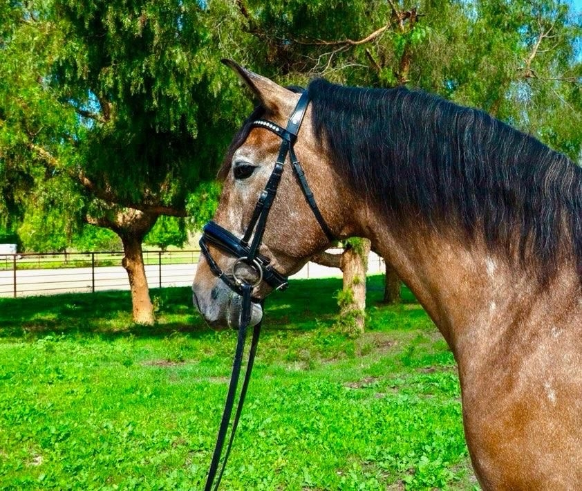 Cacique, 7yo Pura Raza Espanola gelding, 16.1hh