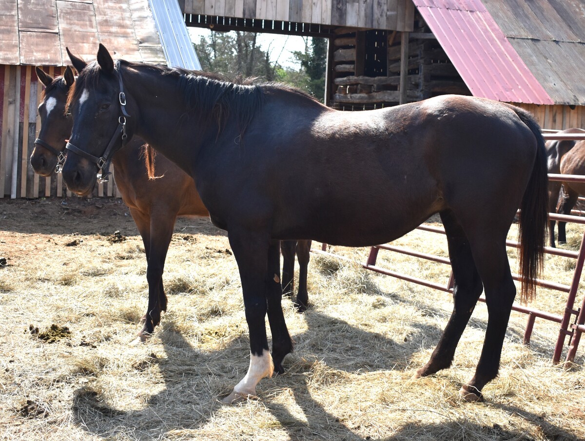 Belle, 20yo Thoroughbred mare, 16.2hh