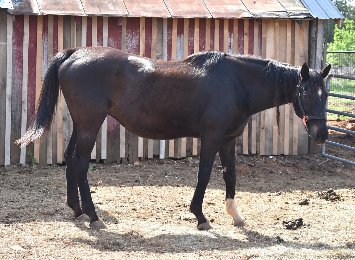 Belle, 20yo Thoroughbred mare, 16.2hh