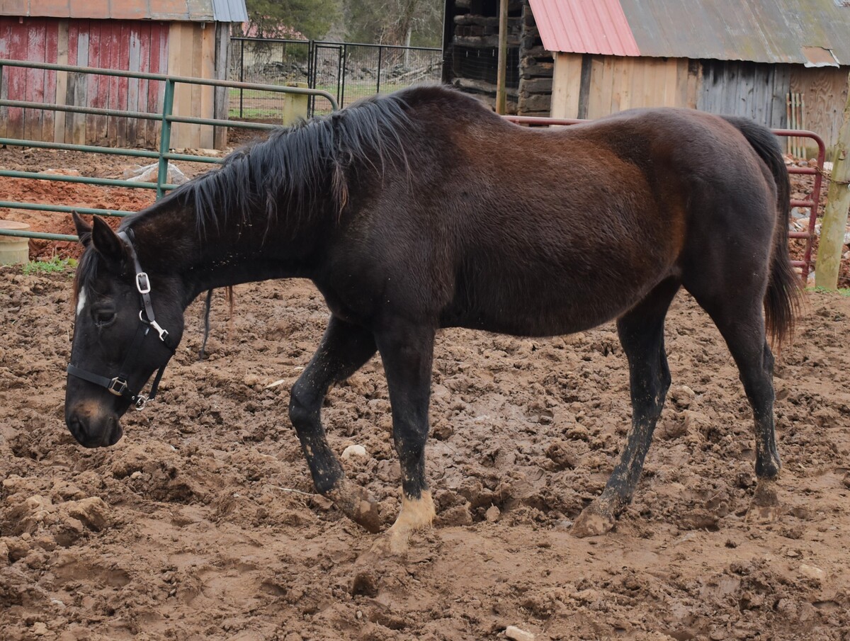 Belle, 20yo Thoroughbred mare, 16.2hh