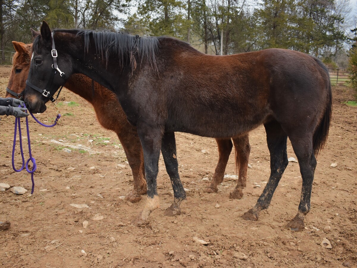 Belle, 20yo Thoroughbred mare, 16.2hh