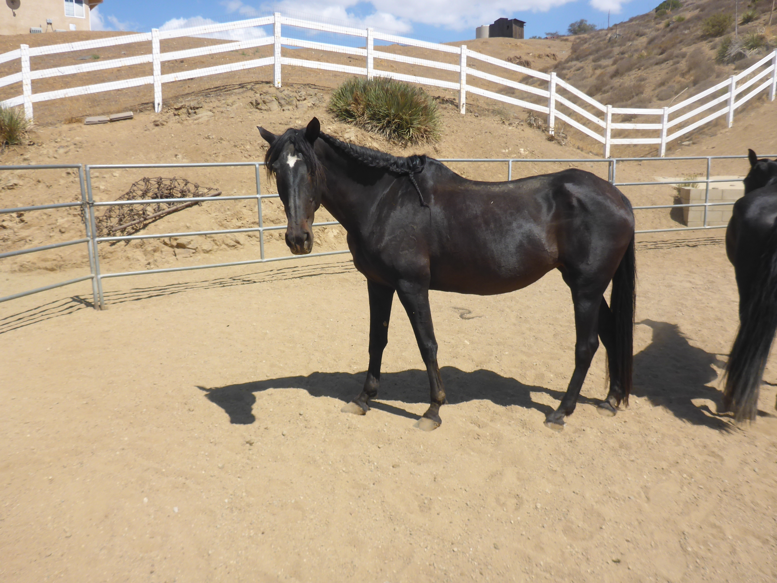 Frieda, 15yo Andalusian, 16hh