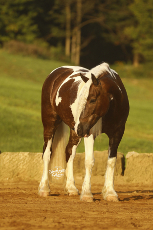 Buckeyes Haydon (Haydon), 4yo Gypsy Horse Cross gelding, 14.2hh