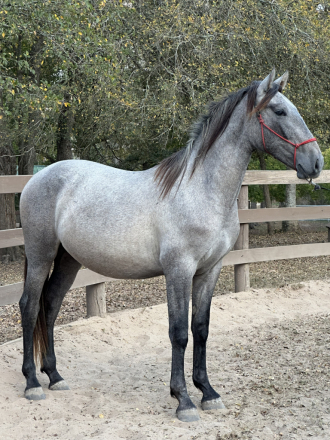 Tornado de Maria, 2yo Andalusian gelding, 15.3hh