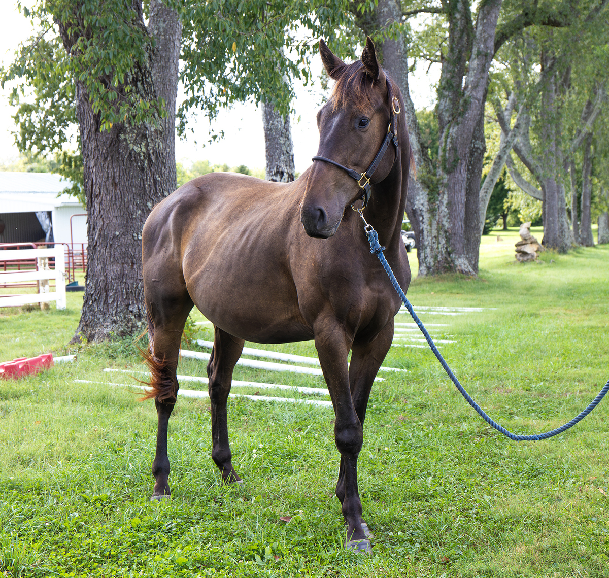 24 Gulf, 2yo Thoroughbred gelding, 15.0hh