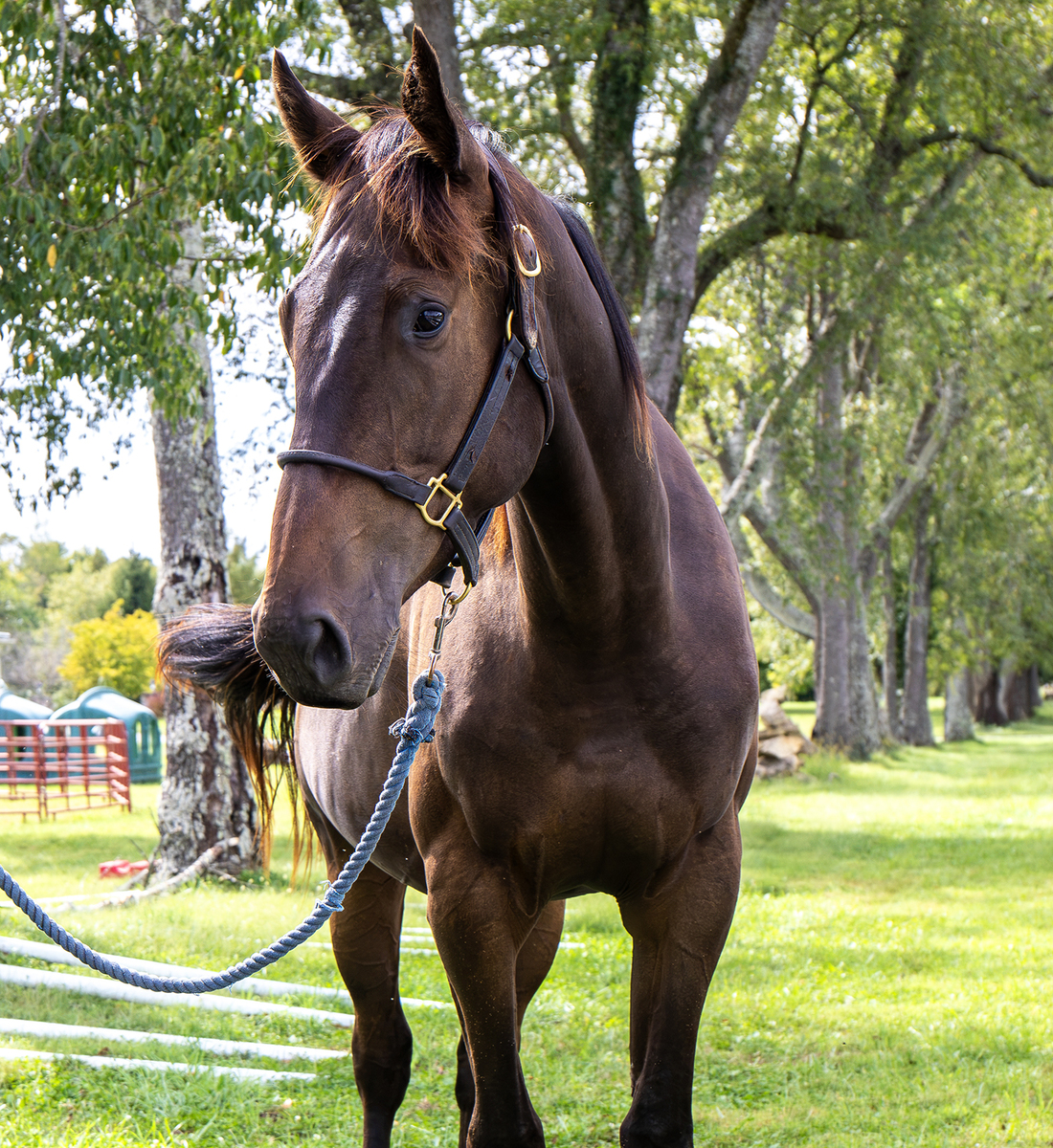 24 Gulf, 2yo Thoroughbred gelding, 15.0hh