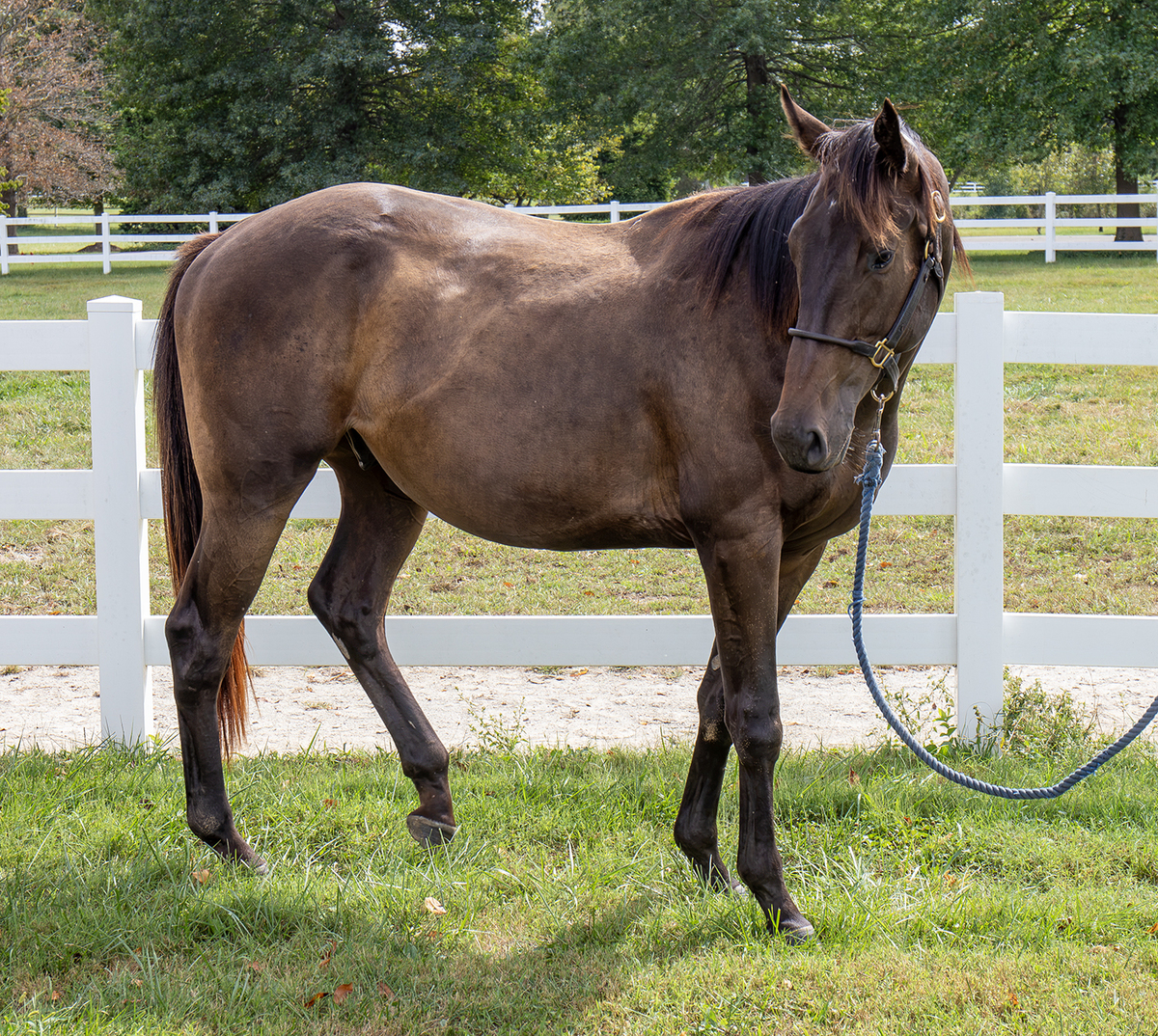 24 Gulf, 2yo Thoroughbred gelding, 15.0hh