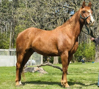 Koda, 6yo Quarter Horse gelding, 15hh
