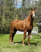 Koda, 6yo Quarter Horse gelding, 15hh