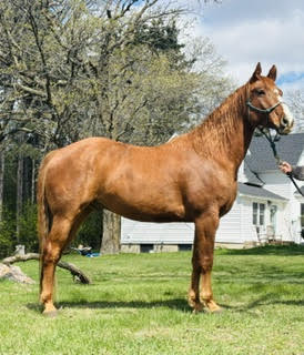 Koda, 6yo Quarter Horse gelding, 15hh